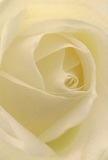 Close beneath the surface, this intimate portrait draws you into the heart of a rose-its cream-white petals unfurling in a delicate spiral, as though Shoreditch's own morning light has become flower. The fine layers create a tactile invitation, suggesting velvety softness barely touched with dew, framed by gentle shadows that lend depth and quiet sophistication. The atmosphere channels the tranquil early hours by the Regent's Canal, calm and hopeful, marking this rose as an emblem of both reverence and new possibilities. Crafted by skilled Shoreditch florists, it's a choice that conveys sympathy, admiration, or peaceful celebration; you can almost sense a subtle, sweet aroma that lingers lightly in the room. The photograph's close perspective celebrates not just the natural geometry of the bloom, but also the thoughtful artistry and emotion poured into each arrangement-ready to bring comfort or joy to homes and gatherings across Shoreditch and nearby Spitalfields.